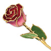 Pink to Burgundy Rose with Gold Trim