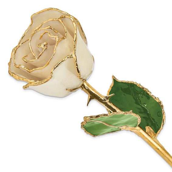 Pure White Rose with Gold Trim