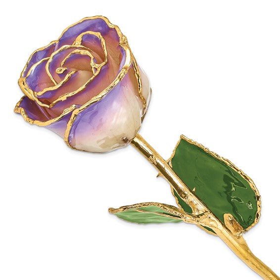 White to Blue/Purple Rose with Gold Trim