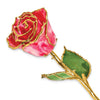 Birthstone Ruby Red Swirl Colored Rose for July with Gold Trim