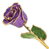 Lilac Rose with Gold Trim