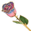 Pink to Navy Blue Rose with Gold Trim