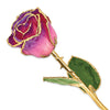 Pink to Amethyst Rose with Gold Trim