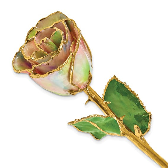 Galaxy Iridescent Colored Rose with Gold Trim