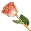 White to Pink Rose with Gold Trim
