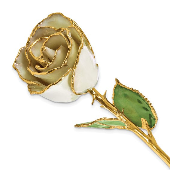 Birthstone Pearl White Colored Rose for June with Gold Trim