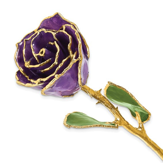 Birthstone Amethyst Colored Rose for February with Gold Trim