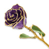 Birthstone Amethyst Colored Rose for February with Gold Trim