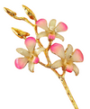Pink to White Orchid with Gold Trim